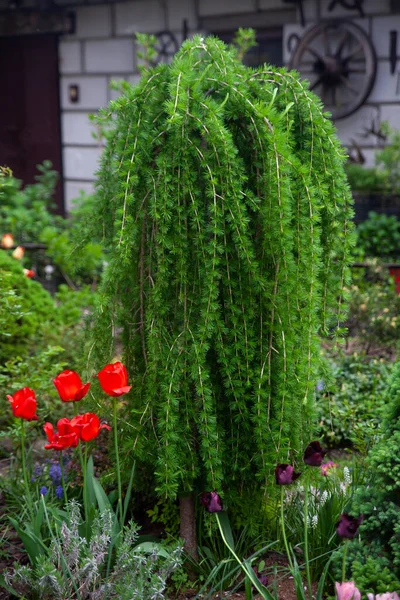 Gyönyörű Botanikus Kert Zöld Növényekkel Friss Fenyőfákkal Vörösfenyővel Vörös Tulipánnal Jogdíjmentes Stock Fotók