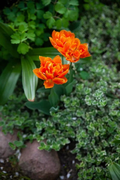 Gyönyörű Botanikus Kert Zöld Növényekkel Tulipánvirágokkal Euonymus Fortunei Orsó Szerencse Stock Kép