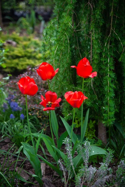 Прекрасний Ботанічний Сад Зеленими Рослинами Свіжими Ялинками Модриною Червоними Тюльпанами Ліцензійні Стокові Фото
