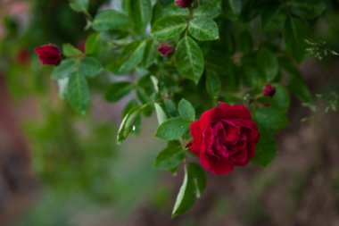 Yaz bahçesindeki güzel kırmızı güller. Gül Adelaide Başsız