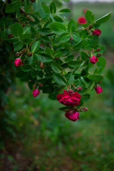 Arbusto Rosas Vermelhas Bonitas Jardim Verão Rose Adelaide Sem Capuz — Fotografia de Stock