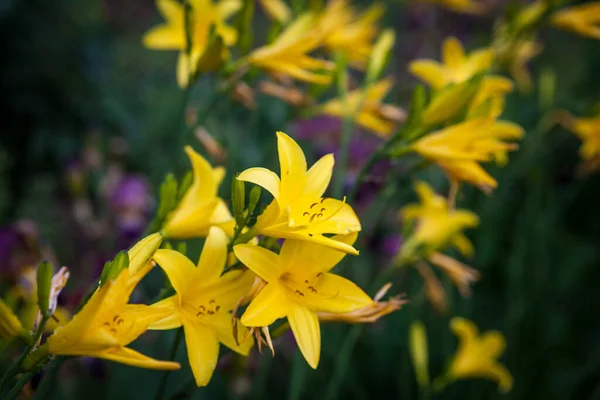 Dia Amarelo Flores Lírio Canteiro Flores Jardim Verão — Fotografia de Stock
