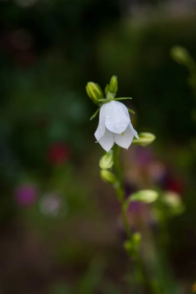 Campanula carpatica small white bell flowers in bloom. Bellflowers in summer garden