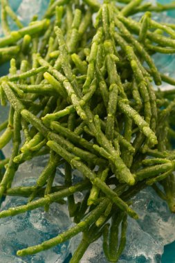 Marsh Samphire ya da Glassswort Salicornia europaea