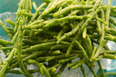 Marsh Samphire ya da Glassswort Salicornia europaea