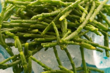 Marsh Samphire ya da Glassswort Salicornia europaea