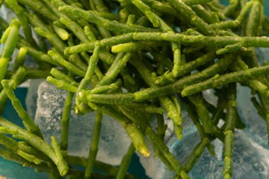 Marsh Samphire ya da Glassswort Salicornia europaea