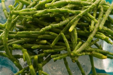 Marsh Samphire ya da Glassswort Salicornia europaea