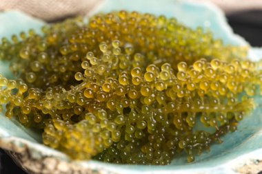 Caulerpa lentillifera yosun bryopsidale yeşil algler familyasından bir