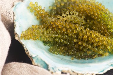 Caulerpa lentillifera yosun bryopsidale yeşil algler familyasından bir
