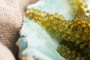 Caulerpa lentillifera yosun bryopsidale yeşil algler familyasından bir