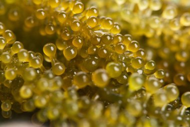 Caulerpa lentillifera yosun bryopsidale yeşil algler familyasından bir