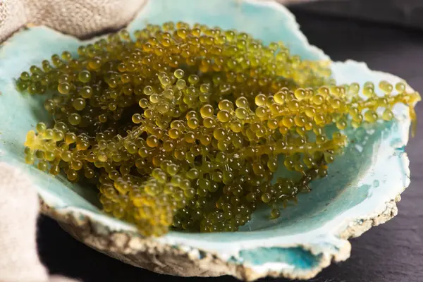 Caulerpa lentillifera yosun bryopsidale yeşil algler familyasından bir