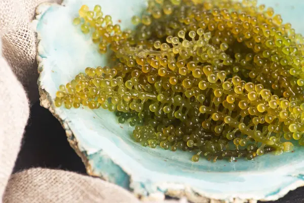 Caulerpa lentillifera yosun bryopsidale yeşil algler familyasından bir