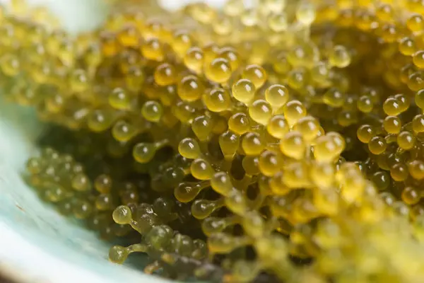 stock image Caulerpa lentillifera seaweed is a species of bryopsidale green algae