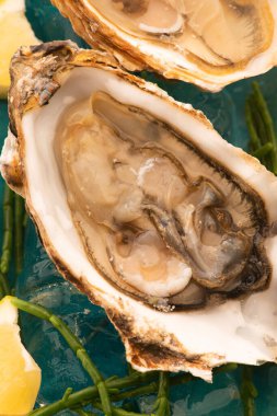 Marsh Samphire ile taze istiridye