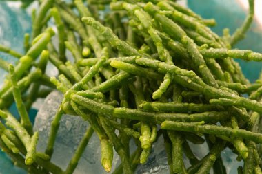 Marsh Samphire ya da Glassswort Salicornia europaea