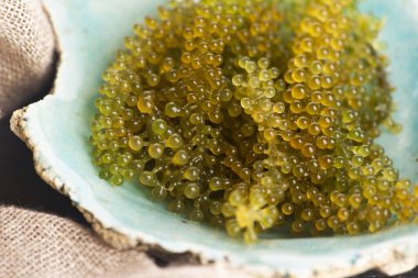 Caulerpa lentillifera yosun bryopsidale yeşil algler familyasından bir