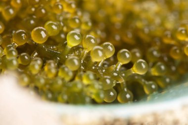 Caulerpa lentillifera yosun bryopsidale yeşil algler familyasından bir