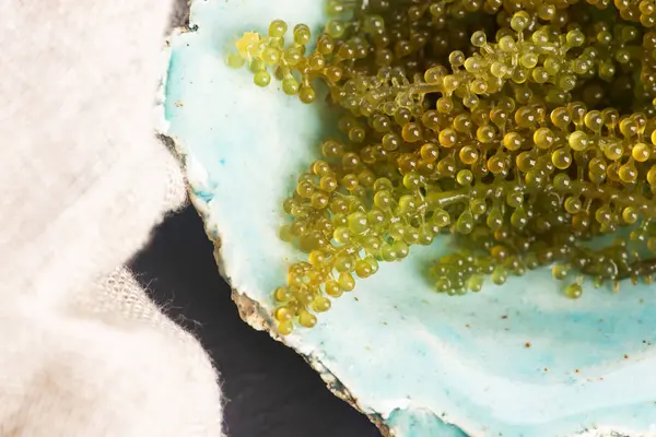 Caulerpa lentillifera yosun bryopsidale yeşil algler familyasından bir