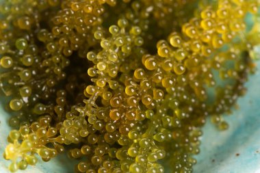 Caulerpa lentillifera yosun bryopsidale yeşil algler familyasından bir