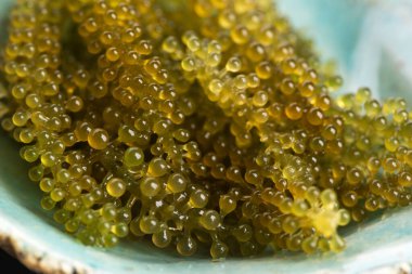 Caulerpa lentillifera yosun bryopsidale yeşil algler familyasından bir