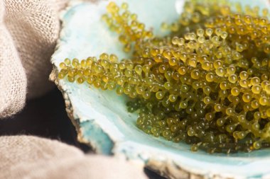 Caulerpa lentillifera yosun bryopsidale yeşil algler familyasından bir