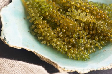 Caulerpa lentillifera yosun bryopsidale yeşil algler familyasından bir