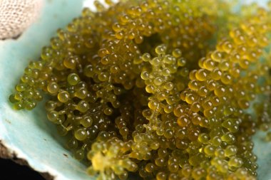 Caulerpa lentillifera yosun bryopsidale yeşil algler familyasından bir