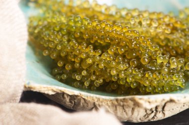 Caulerpa lentillifera yosun bryopsidale yeşil algler familyasından bir