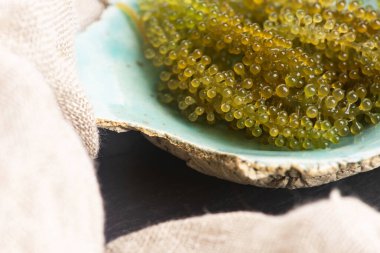 Caulerpa lentillifera yosun bryopsidale yeşil algler familyasından bir