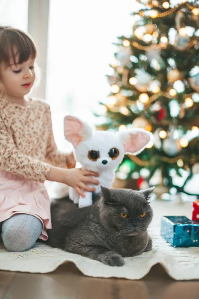 Little Girl Playing Grey British Cat Christmas Tree Background — Stock Photo, Image