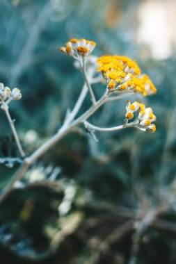 Close-up Cineraria Maritime flowers in the garden
