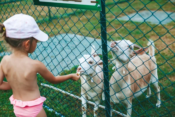 可愛い女の子がフェンスを通って2頭のヤギに餌をやる — ストック写真