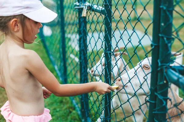 可愛い娘がフェンスを通ってヤギに餌をやる — ストック写真