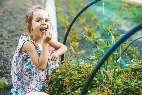 Nettes Kleines Mädchen Isst Frische Bio Erdbeeren Die Sie Gerade — Stockfoto