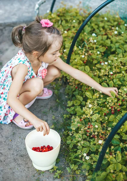 Nettes Kleines Mädchen Das Garten Frische Bio Erdbeeren Pflückt Sommeraktivitäten — Stockfoto