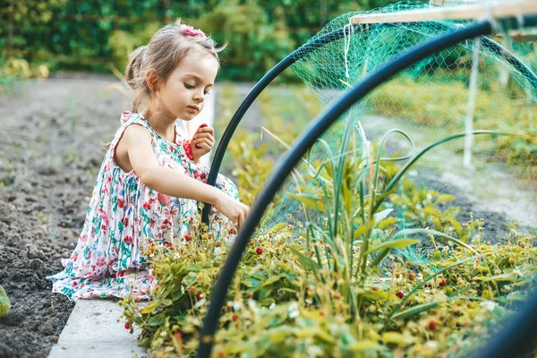 Cute Little Girl Long Dress Picking Fresh Organic Strawberry Garden — Stock Photo, Image