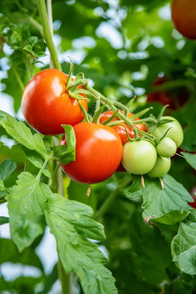 Bando Tomates Vermelhos Verdes Maduros Não Maduros Que Crescem Estufa — Fotografia de Stock