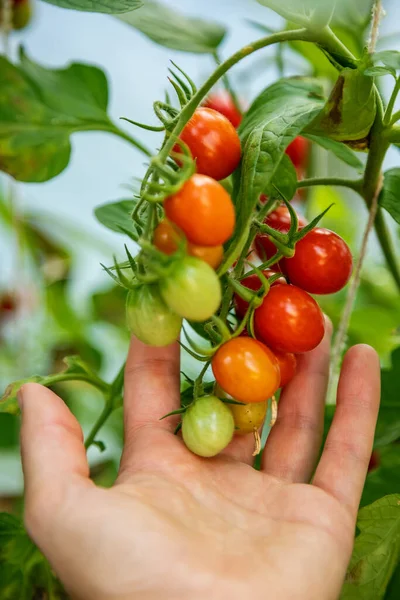 Mão Humana Segurando Monte Tomates Cereja Maduros Imaturos Crescendo Uma — Fotografia de Stock
