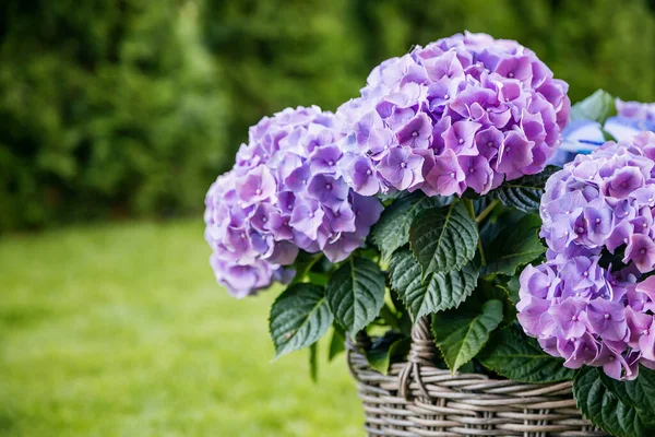 Gros Plan Fleurs Hortensia Violettes Aux Pétales Délicats — Photo