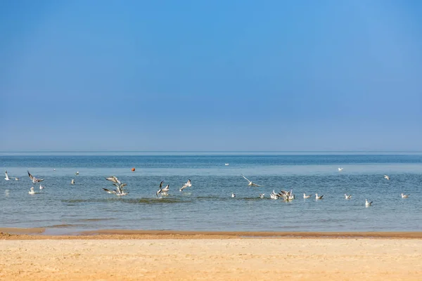 Seagulls Looking Food Water Baltic Sea — Stock Photo, Image