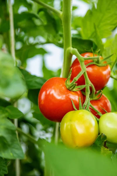 Close Tros Rijpe Onrijpe Tomaten Die Groeien Een Kas — Stockfoto