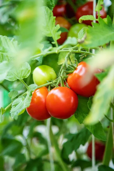 Close Kleine Bos Van Rode Rijpe Tomaten Groeien Een Kas — Stockfoto