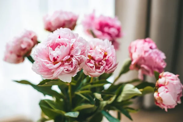 Fioritura Petali Fiori Rosa Delicati Peonie — Foto Stock