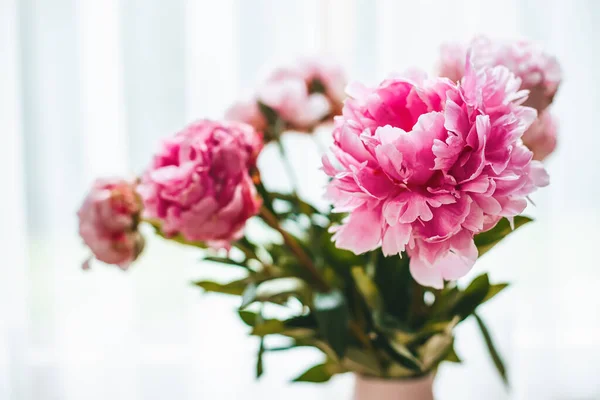 Close Mooie Bloeiende Roze Pioenrozen Een Witte Achtergrond — Stockfoto