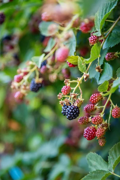 Fresh Ripe Unripe Ecological Blackberries Growing Bush — Stock Photo, Image