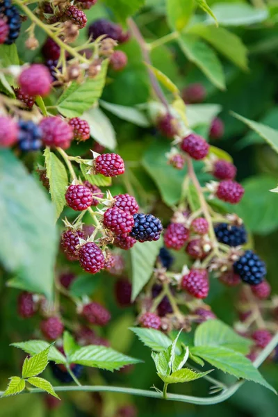 Close Ripe Unripe Blackberries Growing Bush — Stock Photo, Image