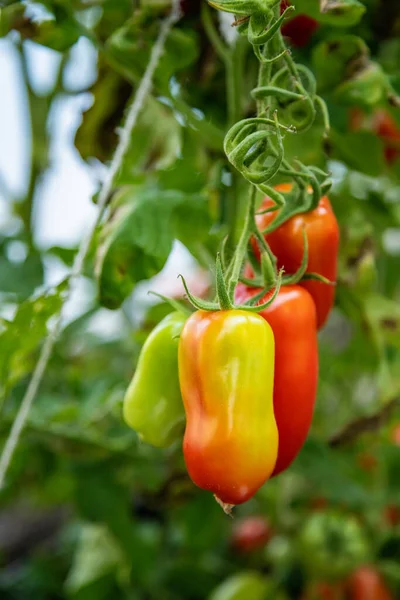 Bando Tomates Oblongos Vermelhos Verdes Crescendo Uma Estufa — Fotografia de Stock