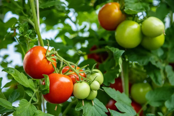 Bando Tomates Vermelhos Verdes Que Crescem Estufa — Fotografia de Stock